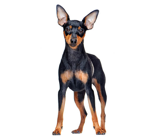 Pinscher sales mini toy